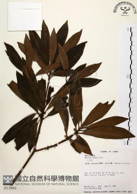 大明橘藏品圖，第1張