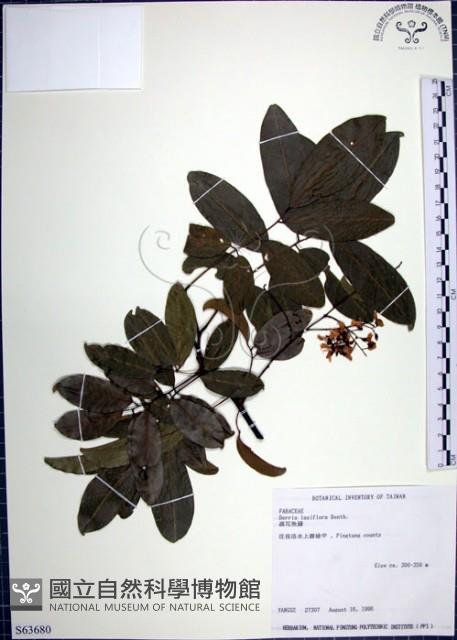 疏花魚藤藏品圖，第1張