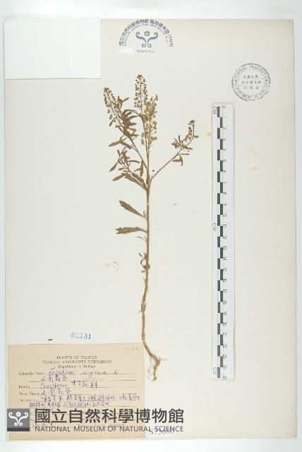 獨行菜藏品圖，第1張