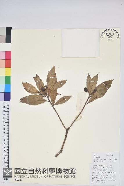 碟花杜鵑藏品圖，第1張