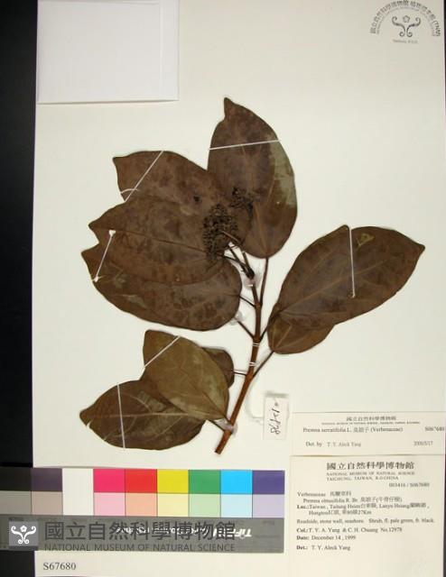 臭娘子藏品圖，第1張