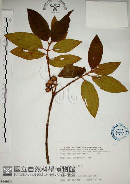 野牡丹藏品圖，第1張