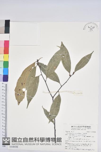 大葉苦櫧藏品圖，第1張