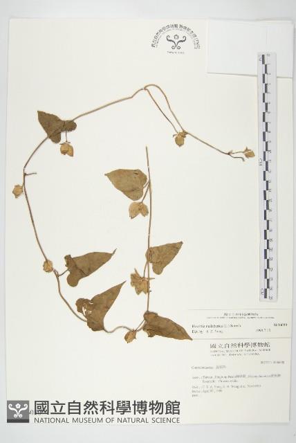 吊鐘藤藏品圖，第1張