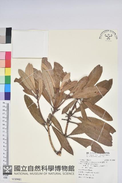 臺灣杜鵑藏品圖，第1張