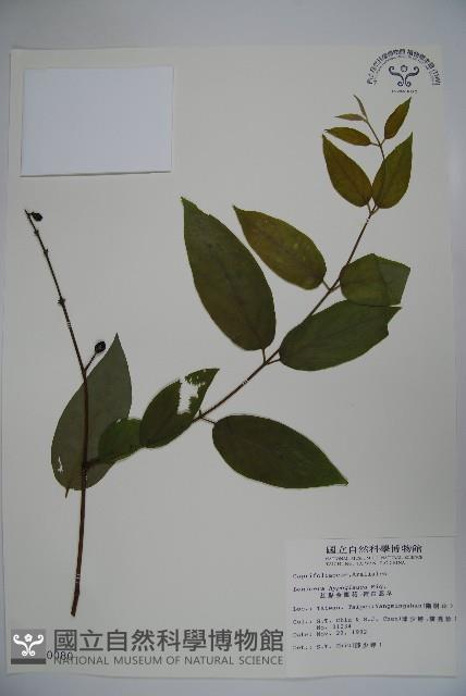 裡白忍冬、紅腺忍冬藏品圖，第1張