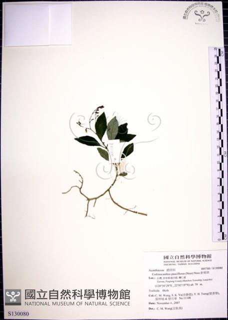 針刺草藏品圖，第1張