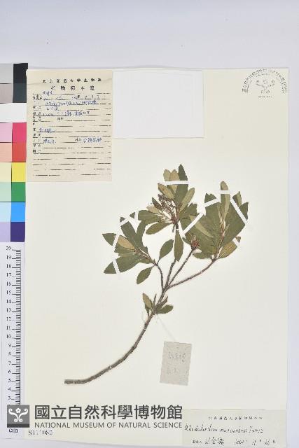 照白杜鵑藏品圖，第1張