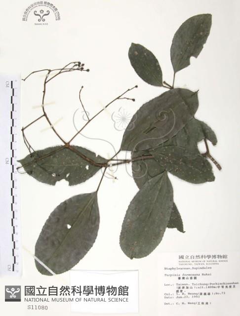 山香圓藏品圖，第1張