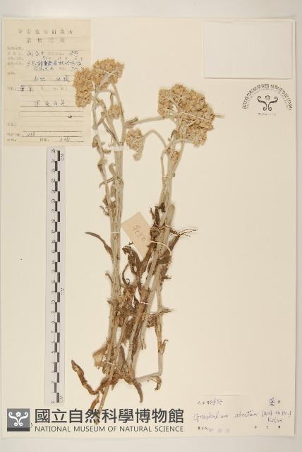 紅面番藏品圖，第1張