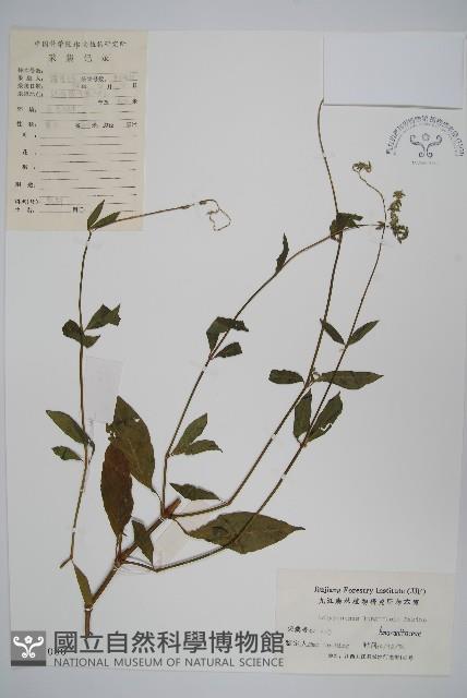 柳葉牛膝藏品圖，第1張