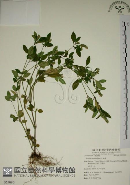 爵床藏品圖，第1張