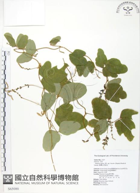 台灣山黑扁豆藏品圖，第1張