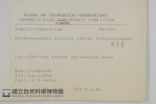 茯苓菜藏品圖，第1張