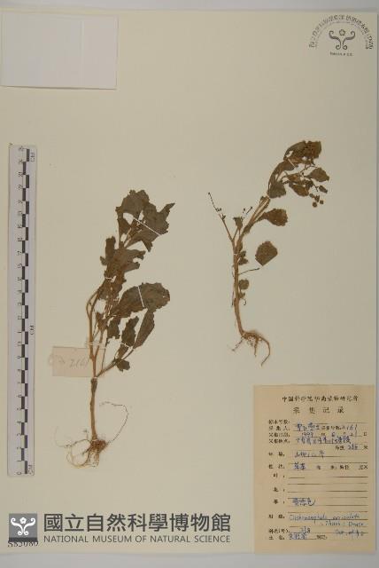 Accession Number:S085080 Collection Image, Figure 1, Total 2 Figures