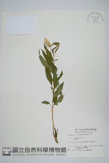 青葙藏品圖，第1張