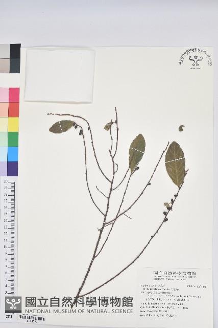 刺杜密藏品圖，第1張