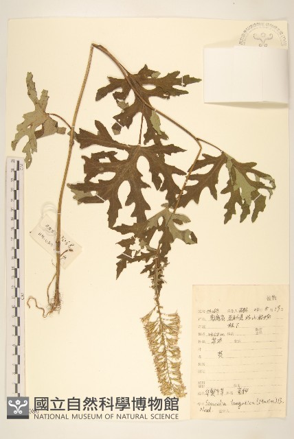 華蟹甲草藏品圖，第1張