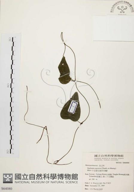 千金藤、金線吊烏龜藏品圖，第1張