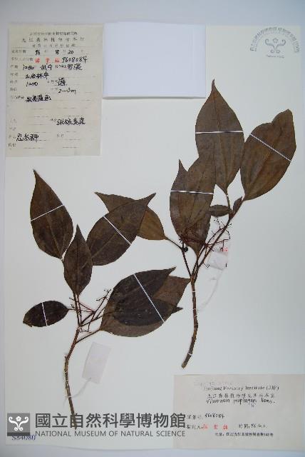 高山莢迷藏品圖，第1張