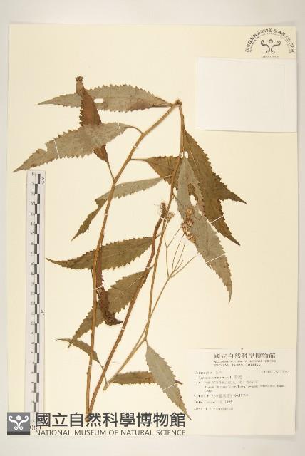 黃菀藏品圖，第1張