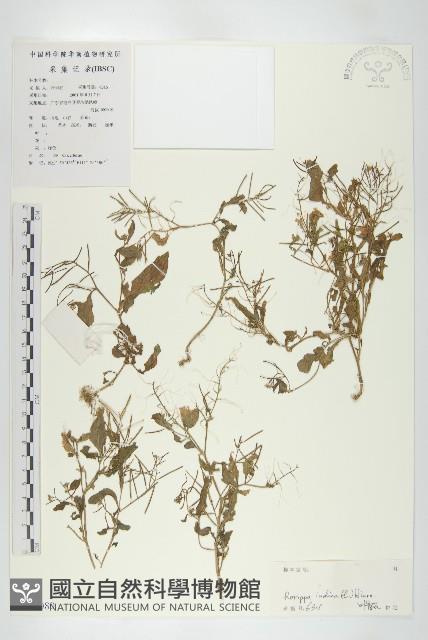 葶藶藏品圖，第1張