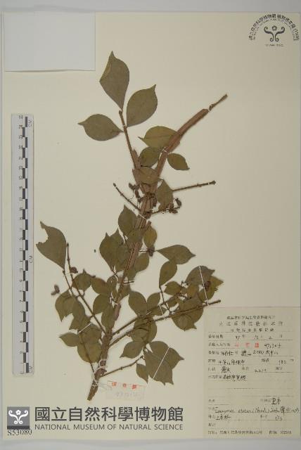 衛矛藏品圖，第1張