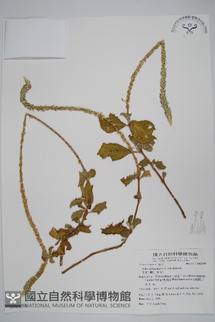 印度牛膝、土牛藤藏品圖，第1張