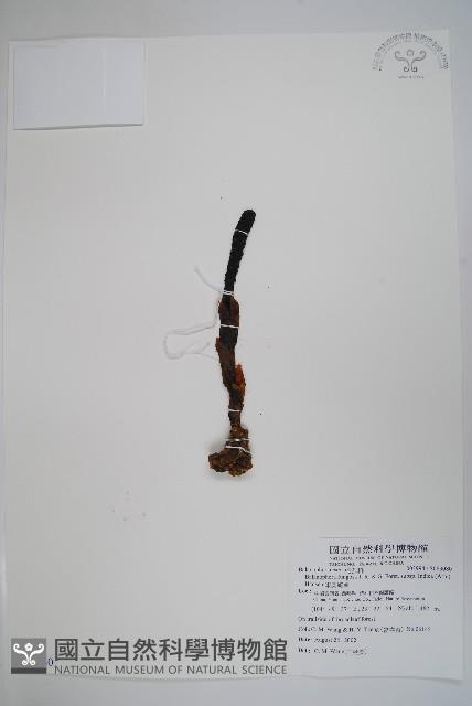 印度蛇菰藏品圖，第1張