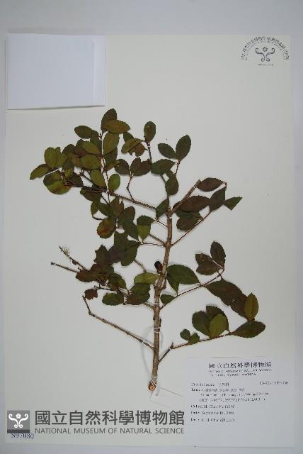 登錄號:S097080藏品圖，第1張