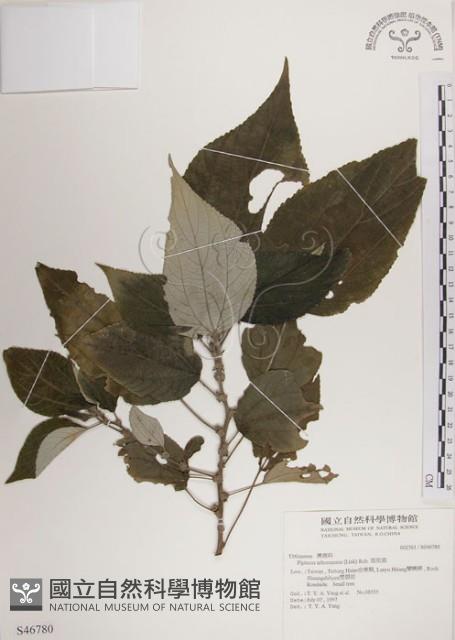 落尾麻藏品圖，第1張