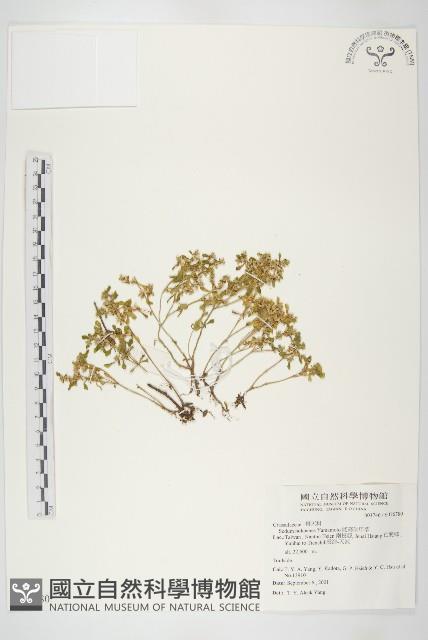 能高佛甲草藏品圖，第1張