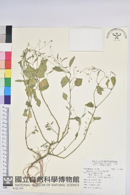 禾葉大戟藏品圖，第1張