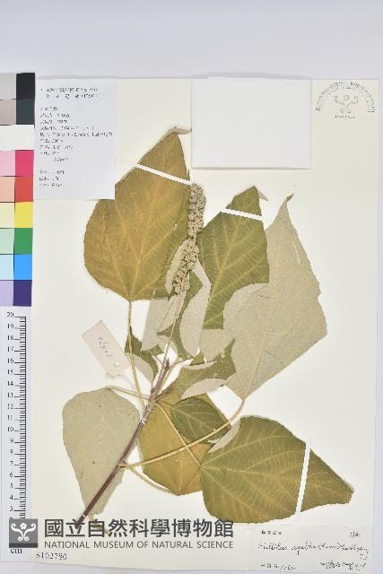 白背葉藏品圖，第1張