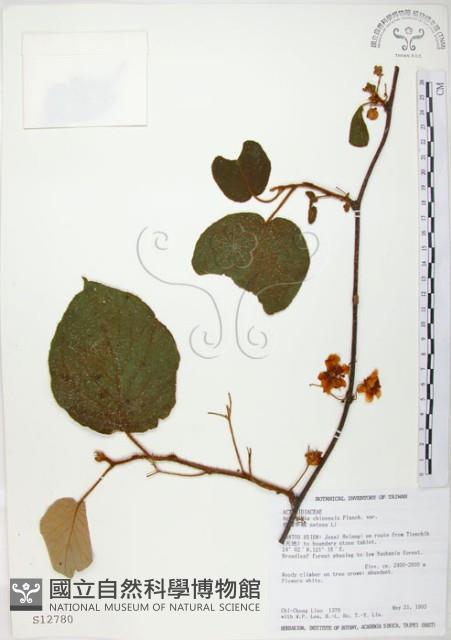 臺灣羊桃藏品圖，第1張