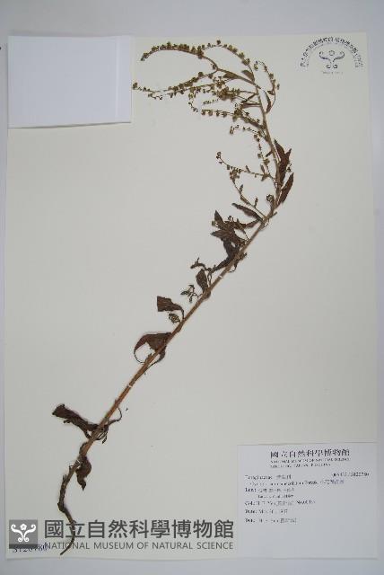 小花倒提壺藏品圖，第1張