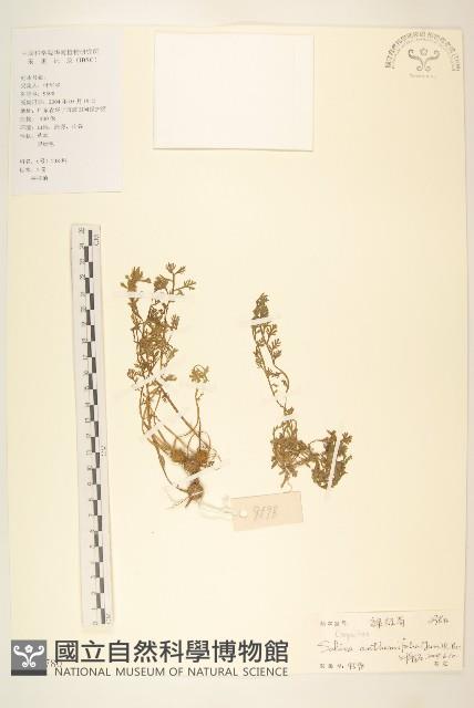 假吐金菊藏品圖，第1張