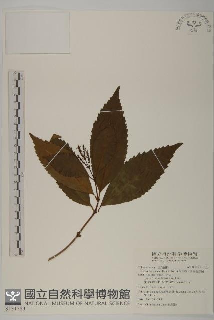 草珊瑚、紅果金粟蘭藏品圖，第1張