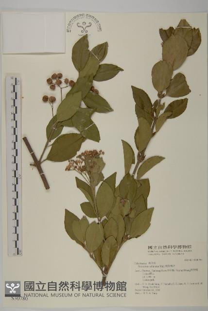 黃背越橘藏品圖，第1張