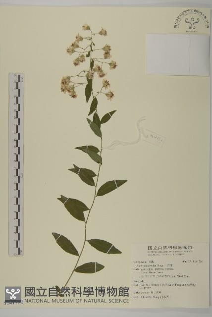 山白蘭藏品圖，第1張