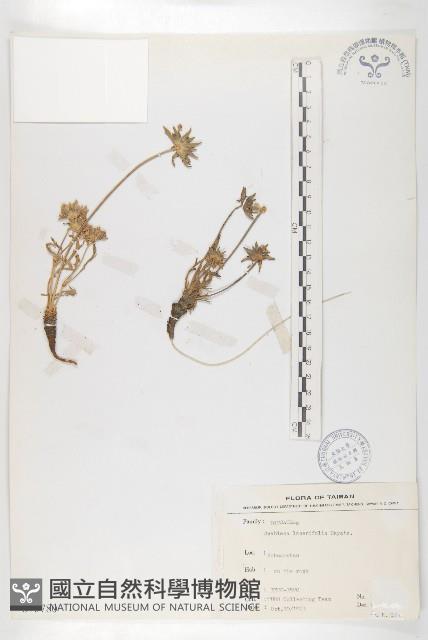 玉山山蘿蔔藏品圖，第1張