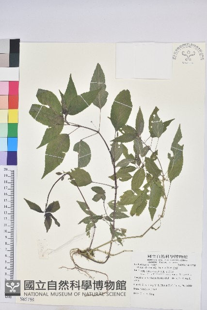 山靛藏品圖，第1張