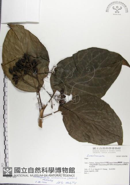 青脆枝藏品圖，第1張