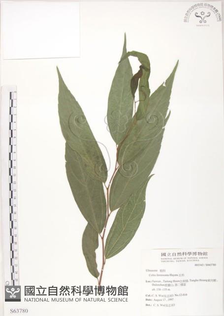 石朴藏品圖，第1張