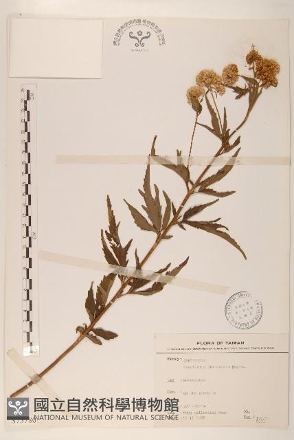 臺灣澤蘭藏品圖，第1張