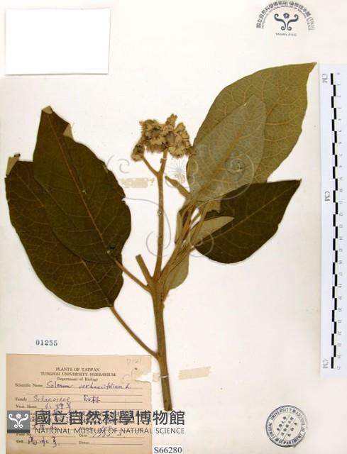 山煙草藏品圖，第1張