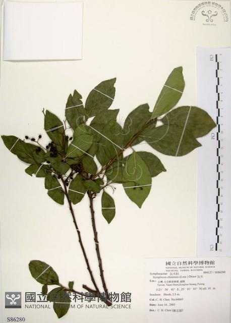 灰木藏品圖，第1張