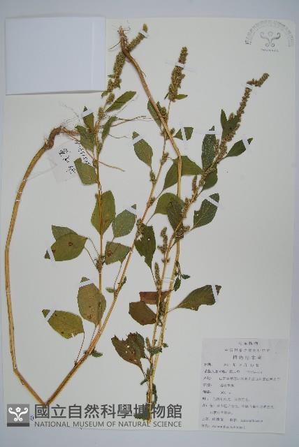 繁穗莧藏品圖，第1張