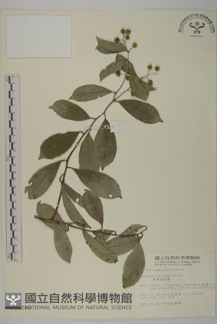 Chinese bitter sweet Collection Image, Figure 1, Total 2 Figures