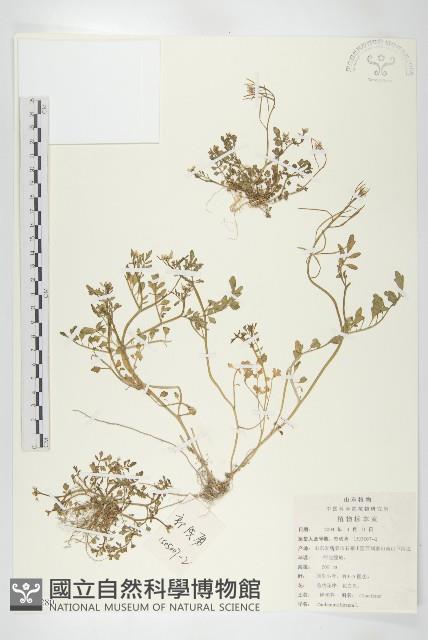 碎米薺藏品圖，第1張